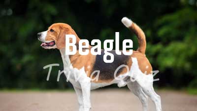 Beagle Trivia Quiz: 20 Question