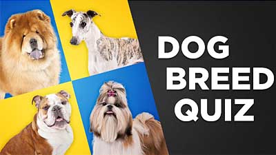 Guess the Dog Breeds Quiz