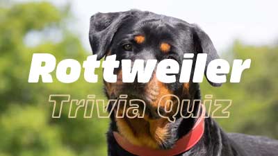 Rottweiler Trivia Quiz