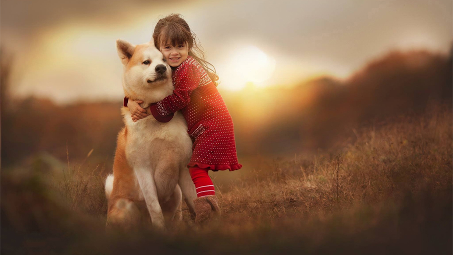 Akita (Little Girl, Sweet, Cute) Dog Wallpaper