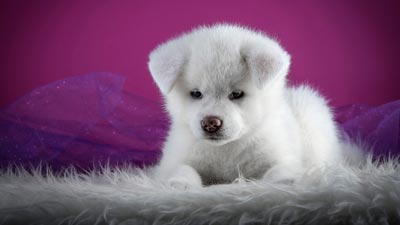 Akita (Puppy, Cute, Lying, White) Wallpaper