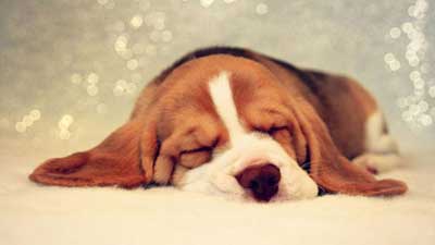 Beagle Sleeping Wallpaper