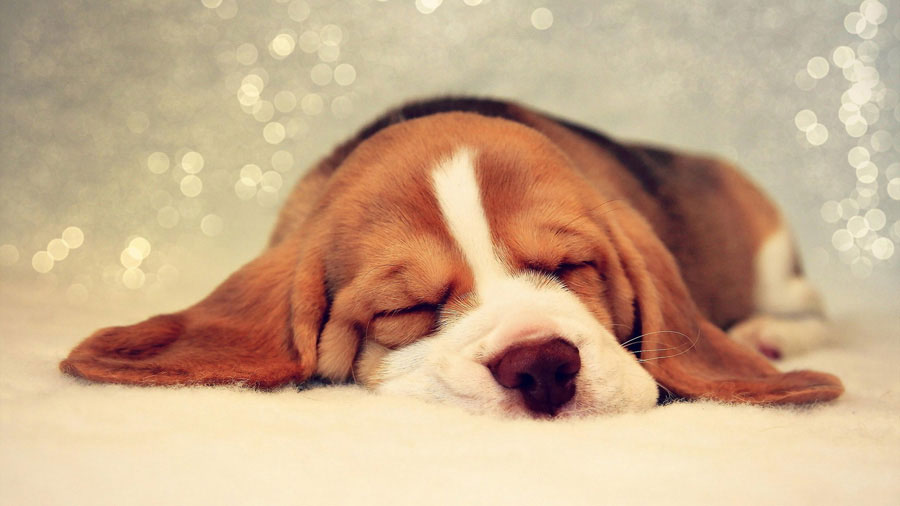 Beagle (Lie, Sleeping, Muzzle）HD Dog Wallpaper