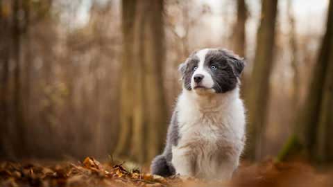 Border Collie Puppy Wallpaper