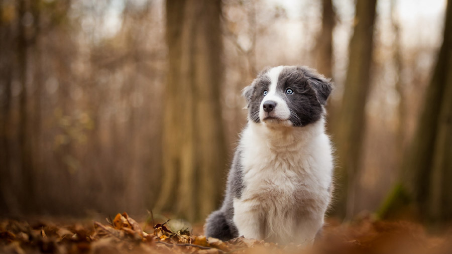 Border Collie (Puppy, Woods, Leaves) HD Dog Wallpaper