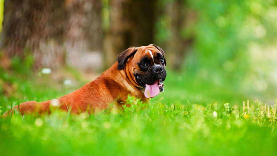 Boxer (Lively, Grass, Green) HD Dog Wallpaper