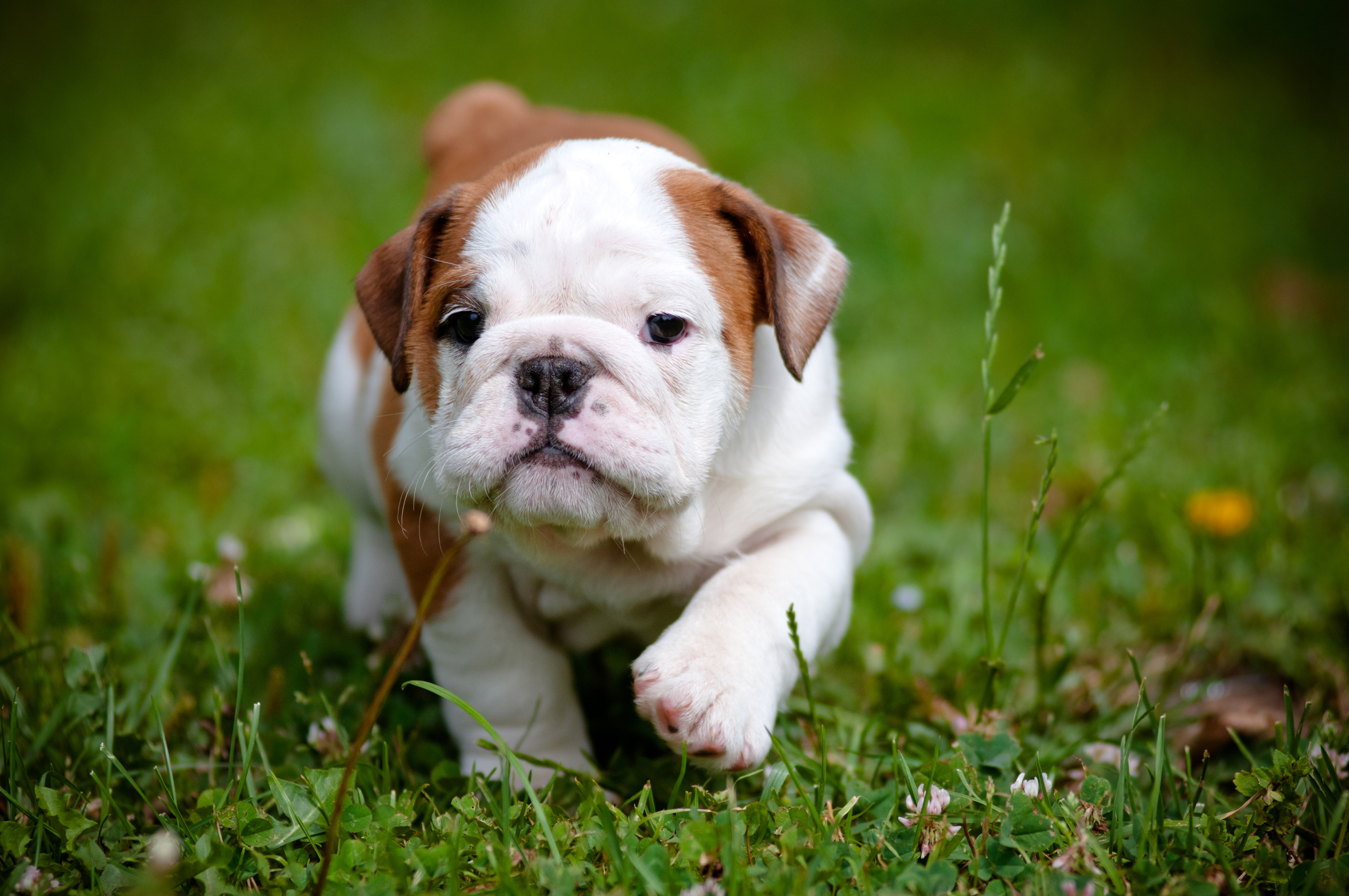 Bulldog (Puppy, Cute, Grass, Walk）HD Dog Wallpaper