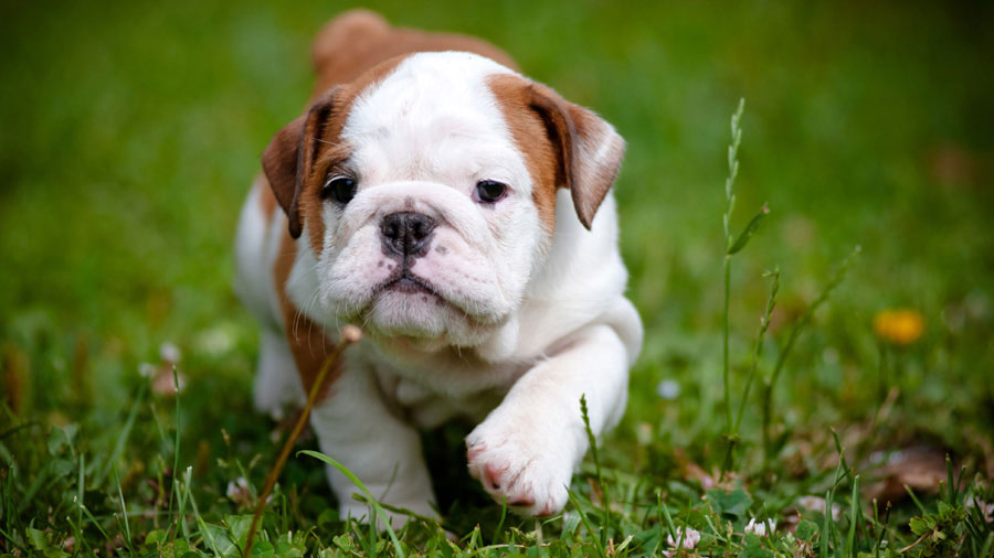 Bulldog (Puppy, Cute, Grass, Walk）HD Dog Wallpaper