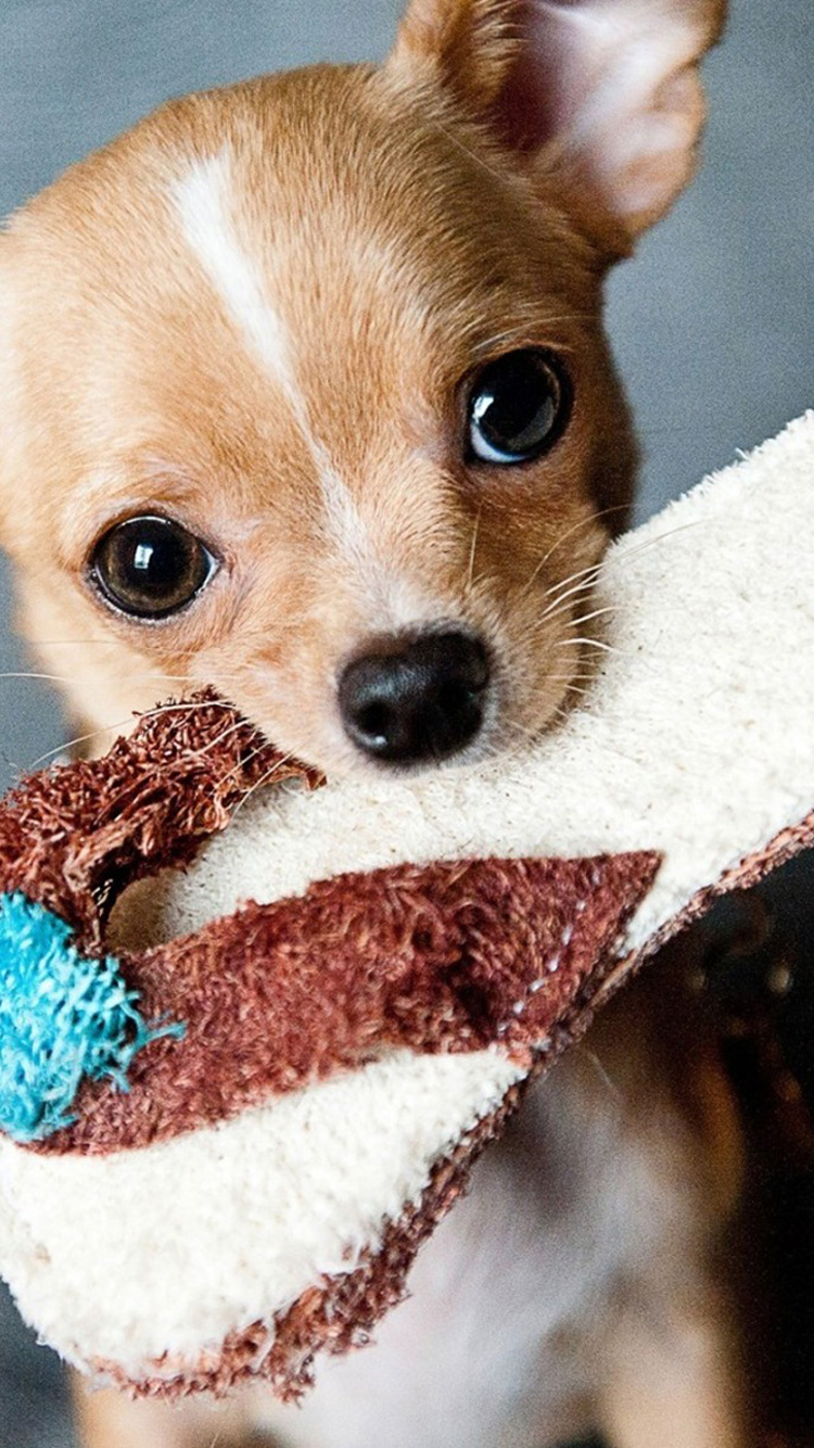 Chihuahua slippers on sale