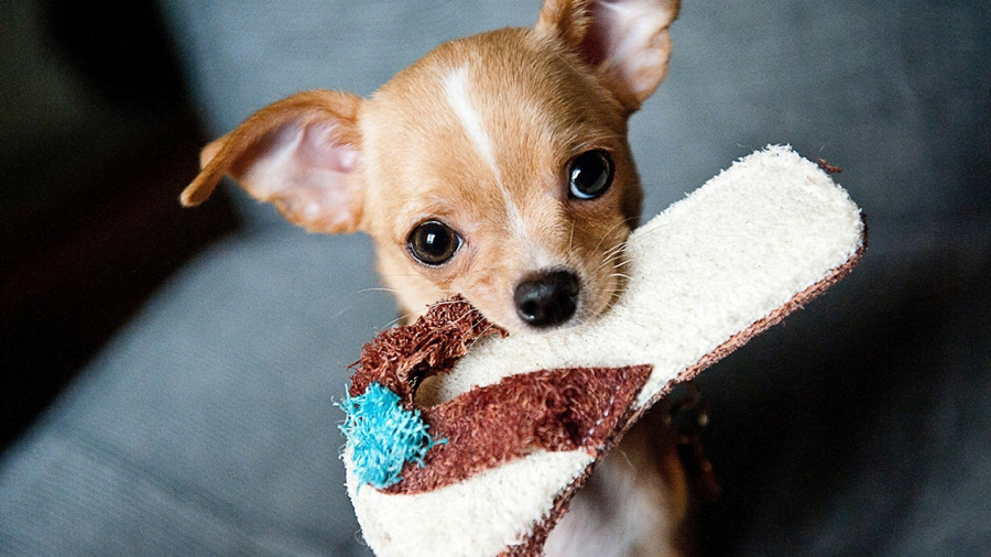Chihuahua (Slipper, Face, Look) HD Dog Wallpaper