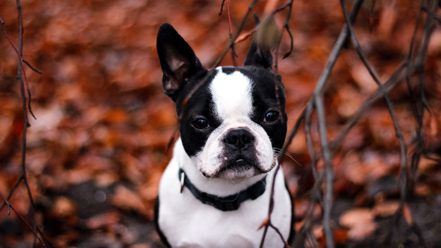 French Bulldog (Black, White, Branch）HD Dog Wallpaper