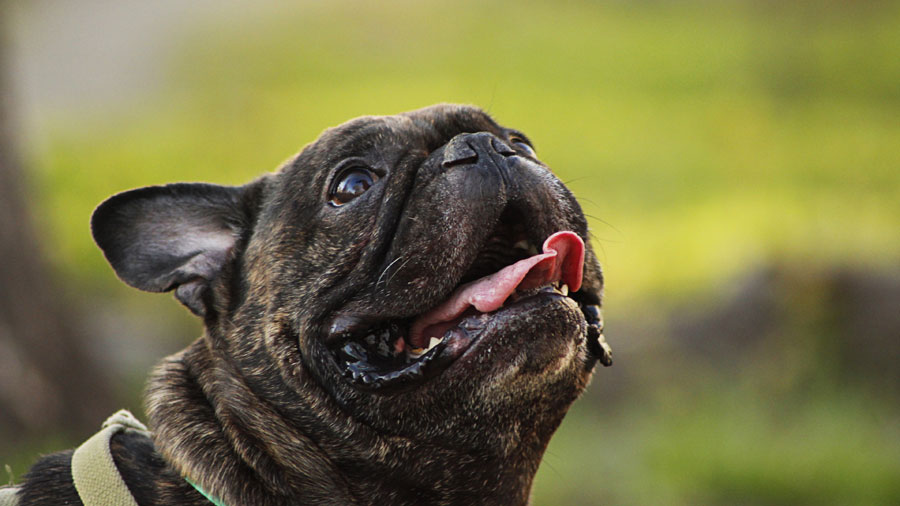 French Bulldog (Brindle, Looking up, Green）HD Dog Wallpaper