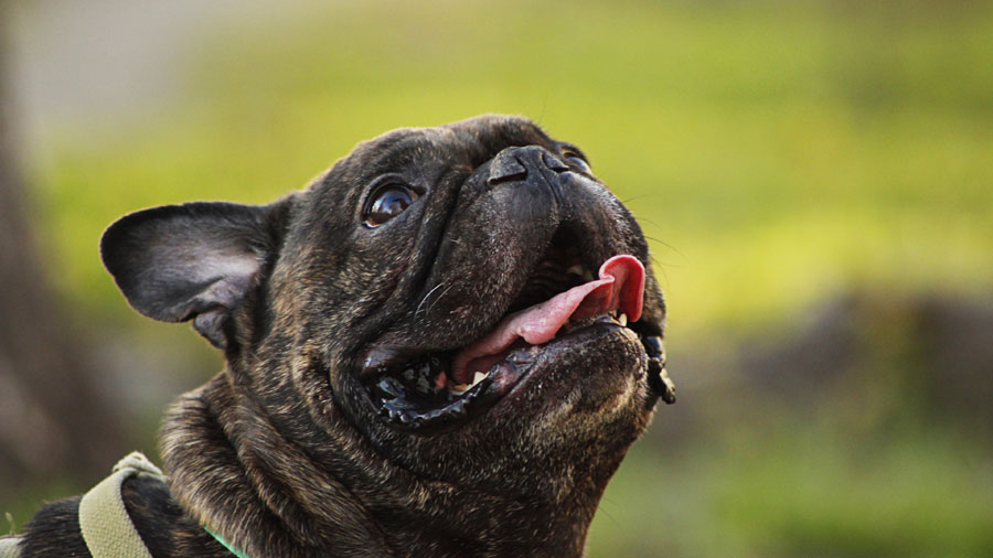 French Bulldog (Brindle, Looking up, Green)HD Dog Wallpaper