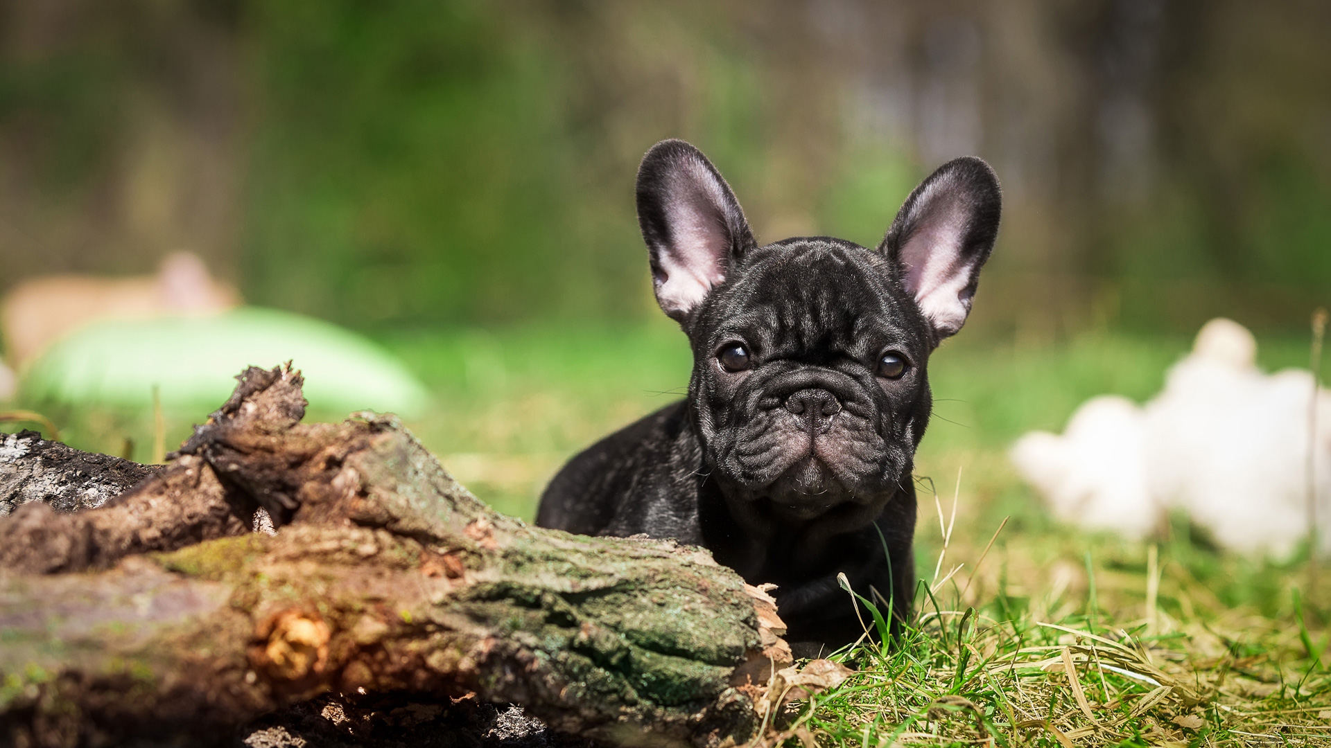 French Bulldog (Puppy, Black, Grass）HD Dog Wallpaper