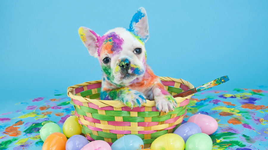 French Bulldog (Puppy, Multicolor, Face) Wallpaper