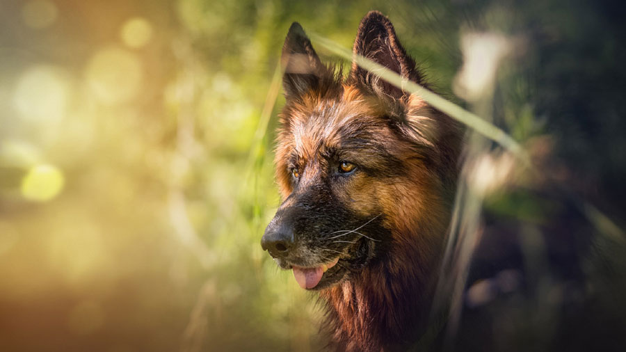 German Shepherd (Absorbed, Look, Green）HD Dog Wallpaper