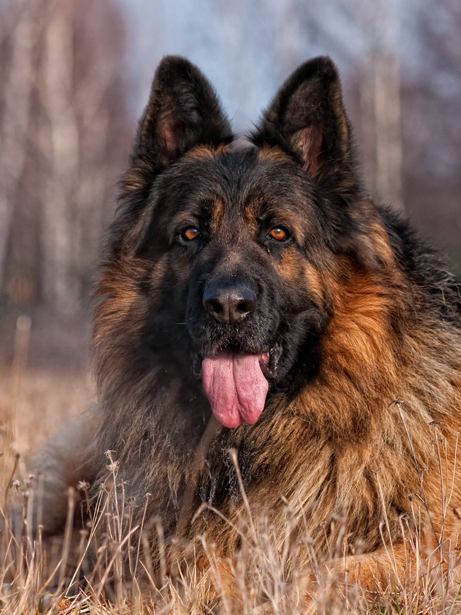 German Shepherd (Lie, Grassland, Woods）HD Dog Wallpaper
