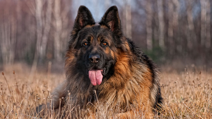 German Shepherd (Lie, Grassland, Woods）HD Dog Wallpaper