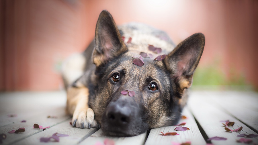 German Shepherd Dog (Lie, Look, Leaf) Wallpaper