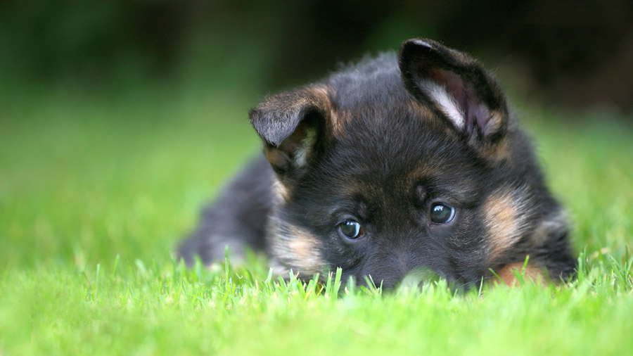 German Shepherd (Puppy, Lie, Grass) HD Dog Wallpaper