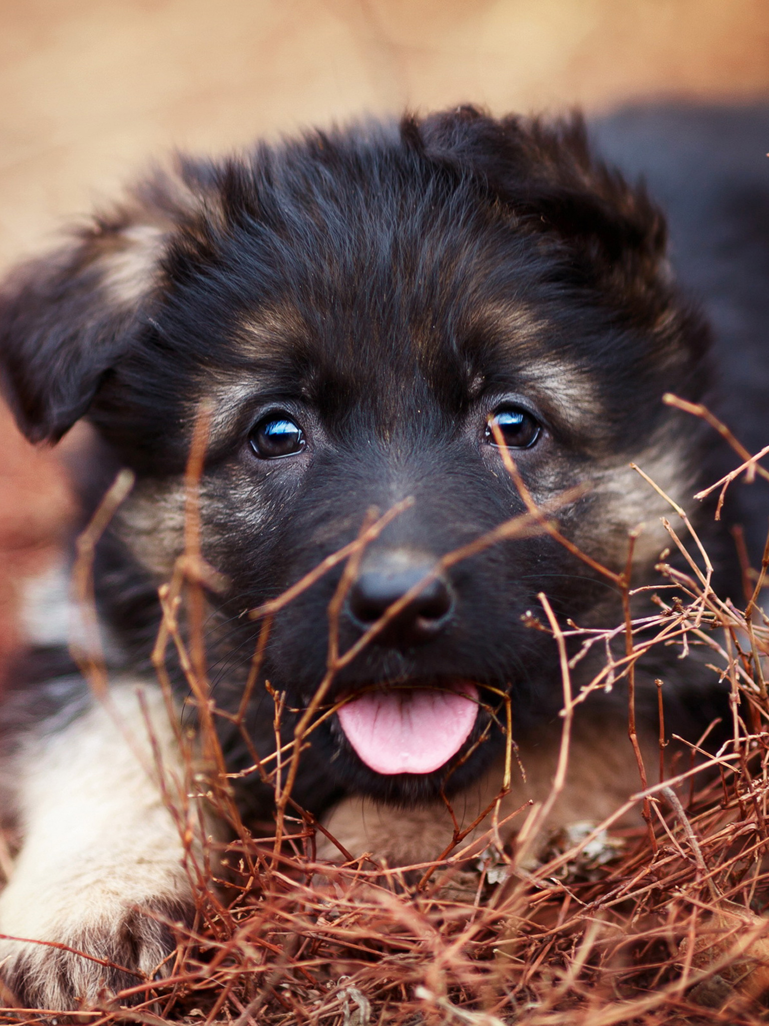German Shepherd (Puppy, Protruding tongue）HD Dog Wallpaper