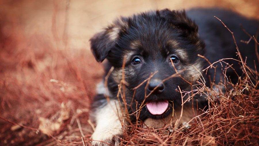 German Shepherd (Puppy, Protruding tongue）HD Dog Wallpaper