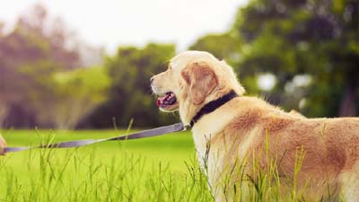 Golden Retriever (Grass, Side View, Standing) Dog Wallpaper