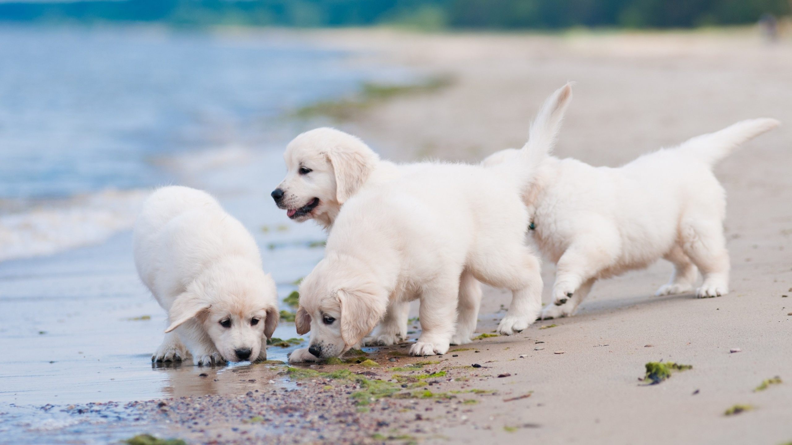 Golden Retriever (Puppies, Sandbeach, Seaside) HD Dog Wallpaper