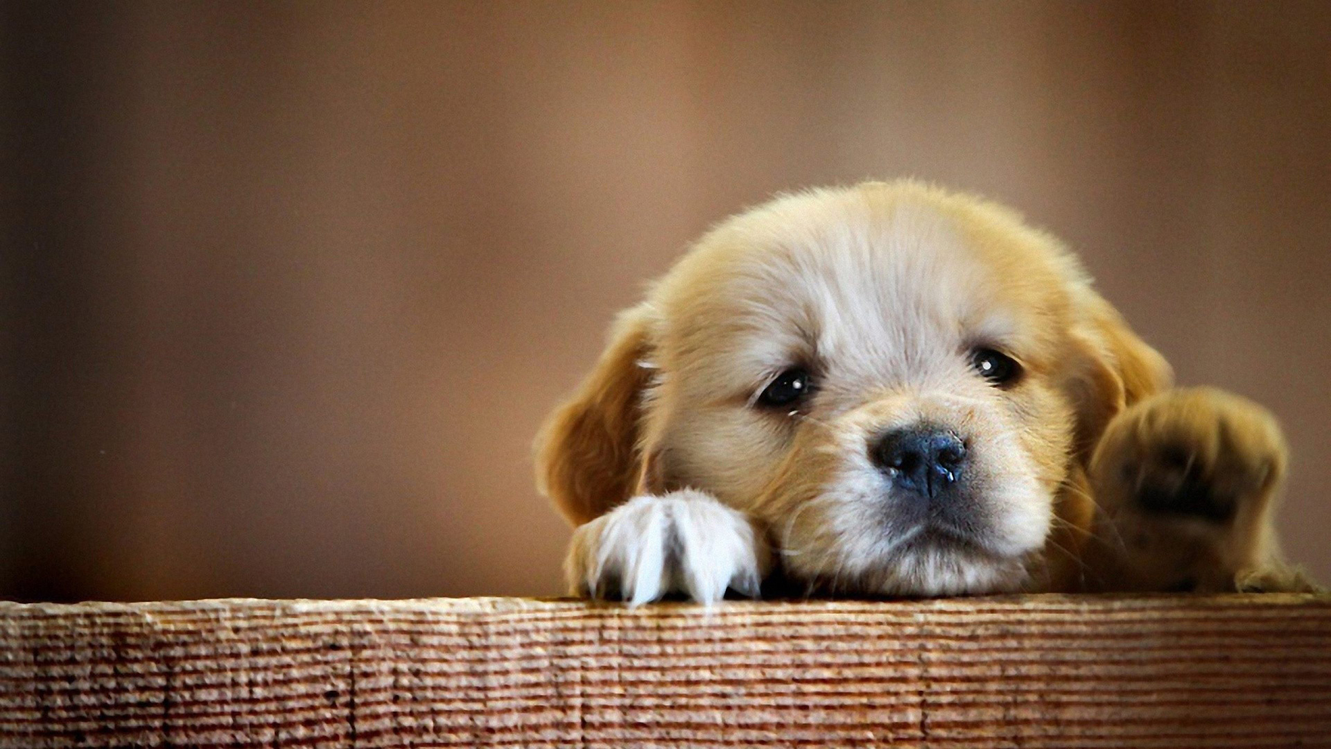 golden retriever puppy