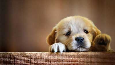 Golden Retriever Puppy Wallpaper