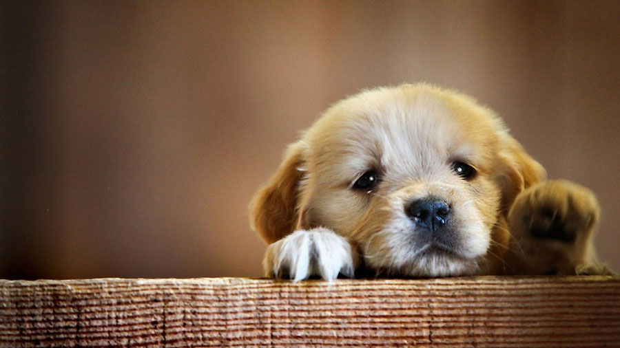 Golden Retriever (Puppy, Cute, Paws) HD Dog Wallpaper
