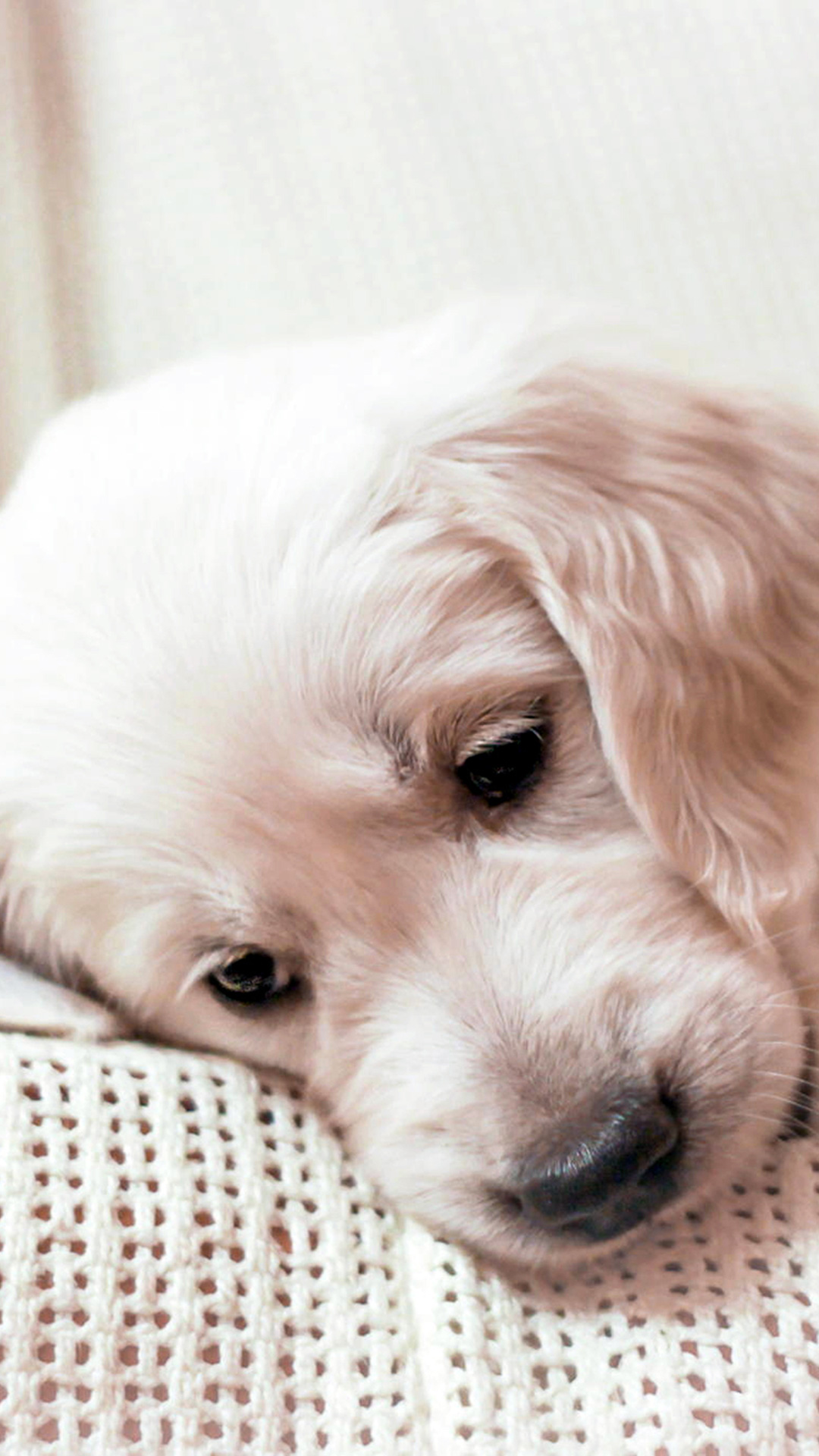 Golden Retriever (Puppy, Lying, Muzzle) HD Dog Wallpaper Golden Retriever (Puppy, Lying, Muzzle) HD Dog Wallpaper