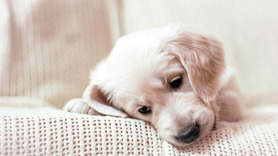 Golden Retriever (Puppy, Lying, Muzzle) HD Dog Wallpaper