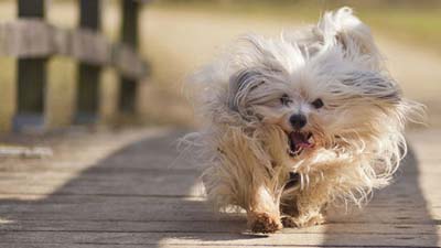 Havanese Dog Wallpaper