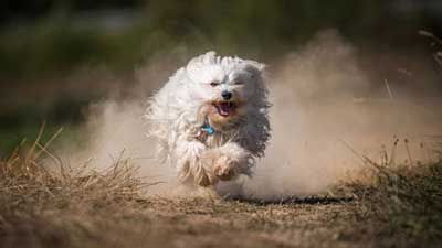 Havanese HD Wallpaper