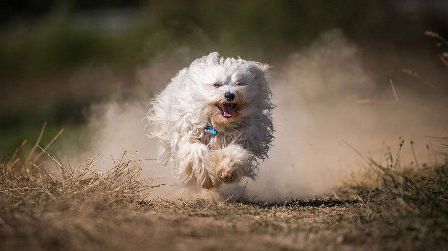 Havanese (Run, Fluffy, White）HD Dog Wallpaper