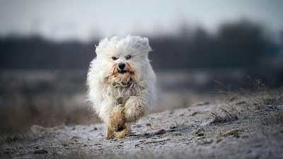 Havanese Run Wallpaper