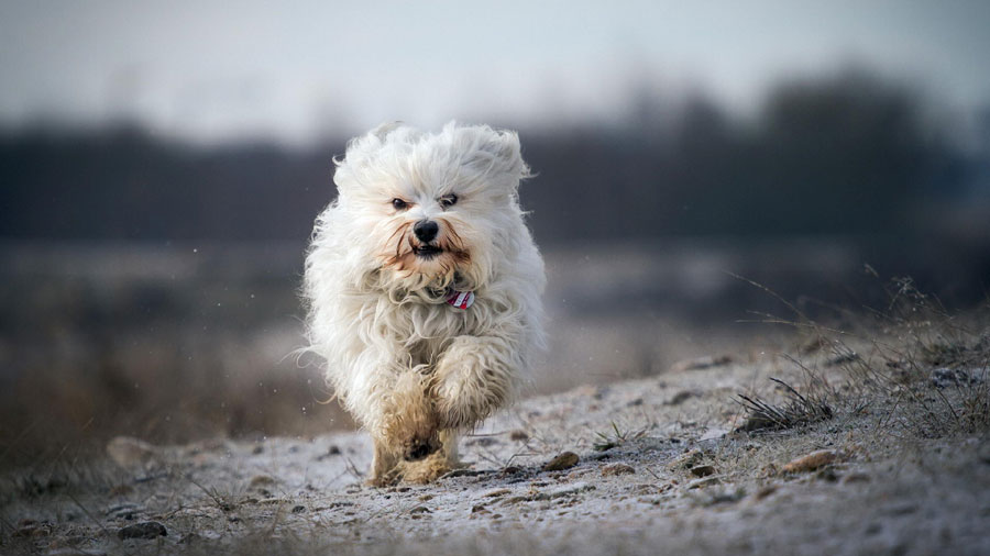 Havanese (Run, Snow, White）HD Dog Wallpaper