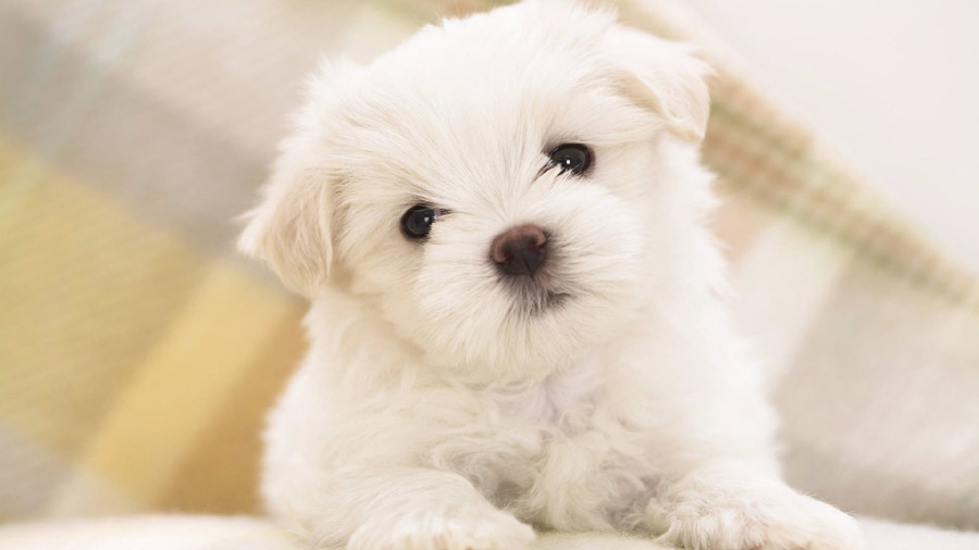Maltese (Puppy, Cute, White) HD Dog Wallpaper