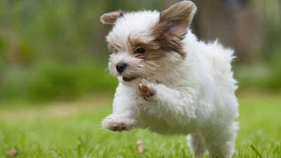 Papillon Puppy Wallpaper