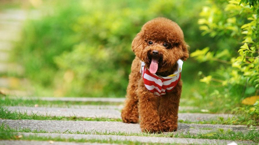 Poodle (Brown, Cute, Green) HD Dog Wallpaper