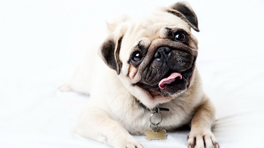 Pug (Happy, Face, Look, Fawn）HD Dog Wallpaper