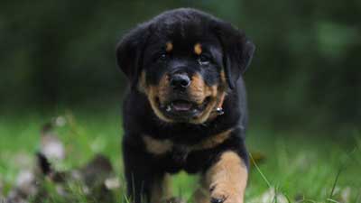 Rottweiler Puppy Wallpaper