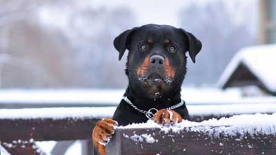 Rottweiler HD Wallpaper