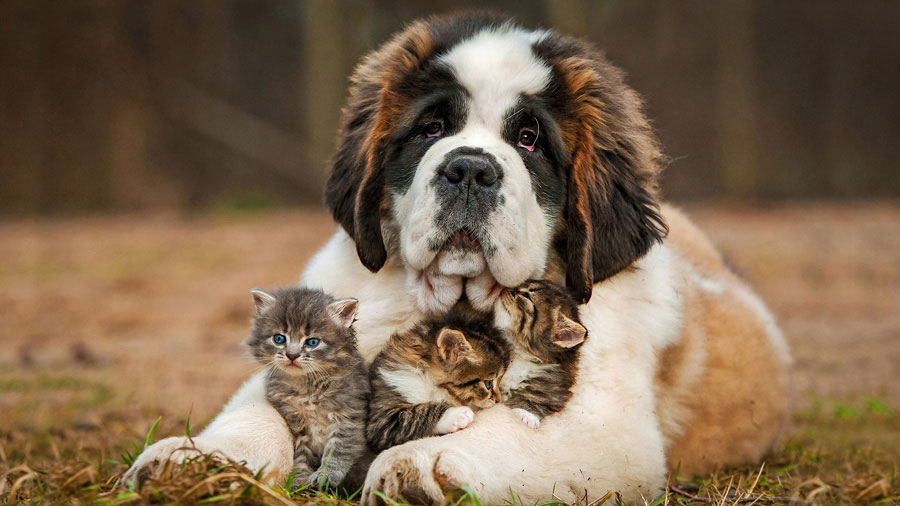 Saint Bernard (Kitten, Grass, Look, Kindly）HD Dog Wallpaper