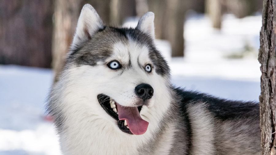 Siberian Husky (Snow, Face, Eyes) HD Dog Wallpaper