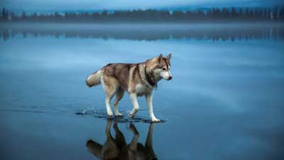 Siberian Husky Dog Wallpaper