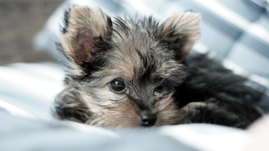 Yorkshire Terrier (Puppy, Lying, Fluffy）HD Dog Wallpaper