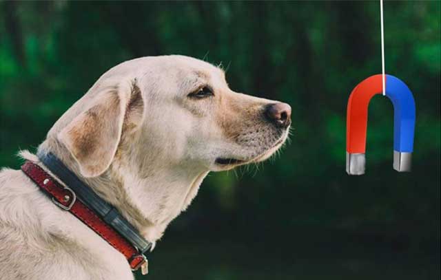 Dogs may sense Earth's magnetic field
