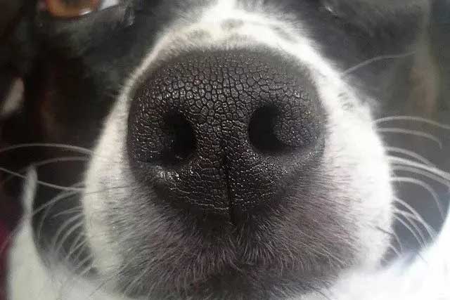 Dog's Version of the Fingerprint